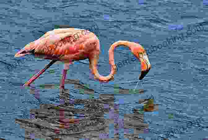 A Flock Of Flamingos Feeding In A Lagoon On Bonaire Bonaire Travel Adventures Lance Pototschnik