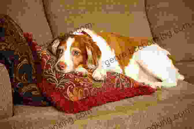 A Happy Senior Dog Resting Comfortably On A Couch. Doggie Language: A Dog Lover S Guide To Understanding Your Best Friend