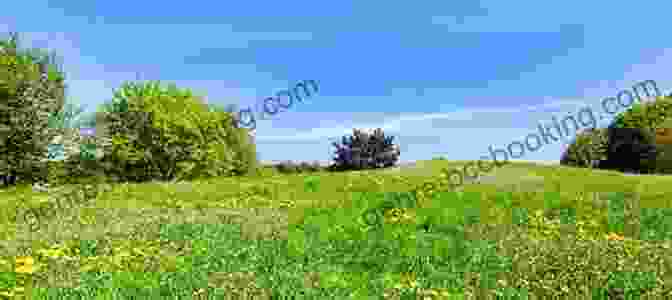 A Panoramic View Of A Lush Green Meadow With Wildflowers, Trees, And A Clear Blue Sky Dreams Of Nature: A Collection Of Poem