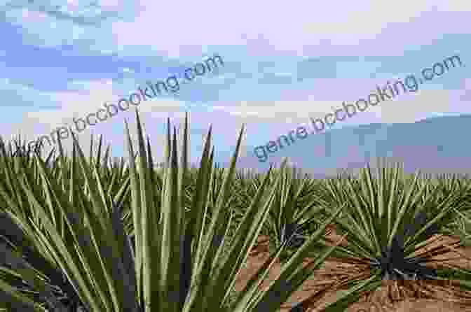 A Vast Field Of Agave Plants Stretching To The Horizon Tequila Aficionado Magazine November 2024: The Only Direct To Consumer Magazine Specializing In Tequila Mezcal Sotol Bacanora Raicilla And Agave Spirits