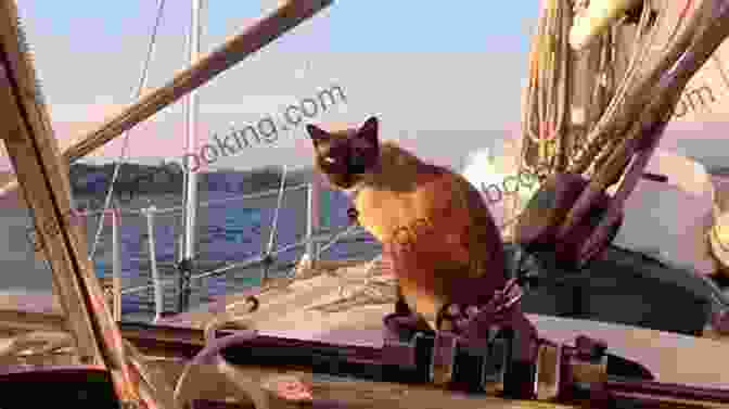 Curly Kitten Sailing In An Acorn Boat With Woodland Animals Children S Book: Curly Kitten And Her Special Dress (funny Bedtime Story Collection)