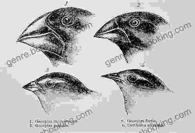 Darwin's Finches, Whose Variations In Beaks Provided Key Evidence For His Theory Of Evolution Pilgrim On The Great Bird Continent: The Importance Of Everything And Other Lessons From Darwin S Lost Notebooks