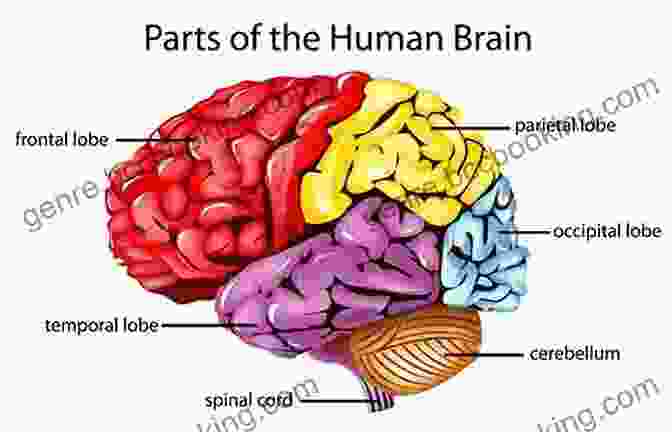 Diagram Of The Human Brain Showing Its Various Structures And Regions How Emotions Are Made: The Secret Life Of The Brain