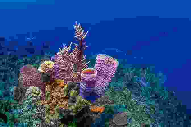 Divers Exploring The Coral Reefs Of Bonaire Bonaire Travel Adventures Lance Pototschnik