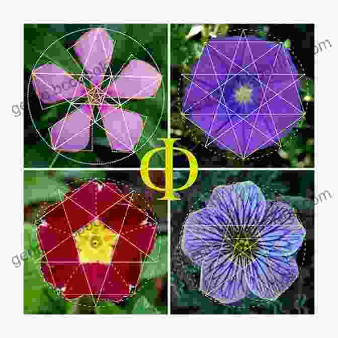 Illustration Of The Golden Ratio In A Flower PHILOMATH: The Geometric Unification Of Science Art Through Number